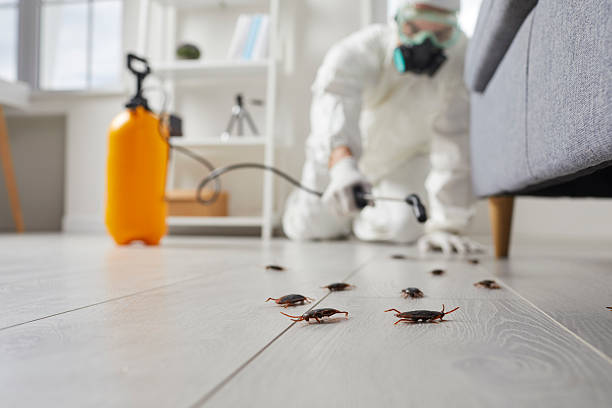 Commercial Rodent Management in Willows